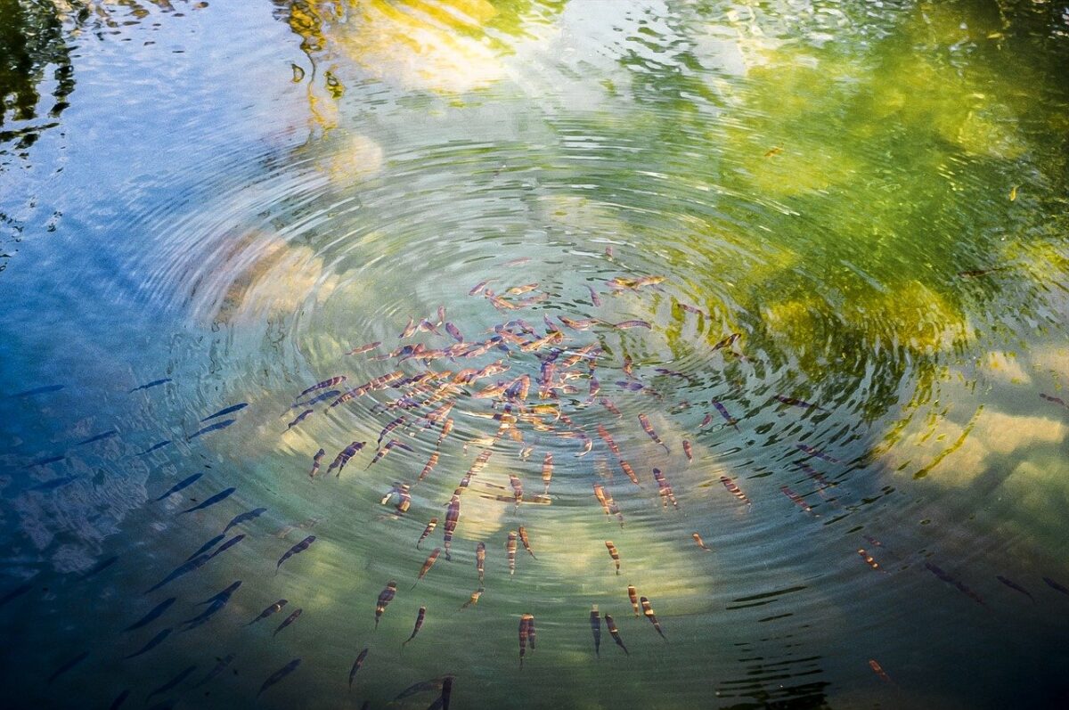 OpenCVのおすすめ入門本ランキング7選!【2021年】